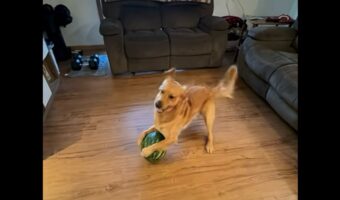 大好物のスイカに大喜び!はしゃぐゴールデンレトリバーがかわいすぎる!【アメリカ・動画】