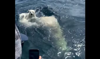 海原を進む親子。真っ白の毛に包まれたその一家は・・ホッキョクグマだ！！【海外・動画】