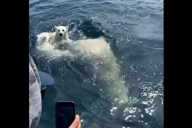 海原を進む親子。真っ白の毛に包まれたその一家は・・ホッキョクグマだ！！【海外・動画】