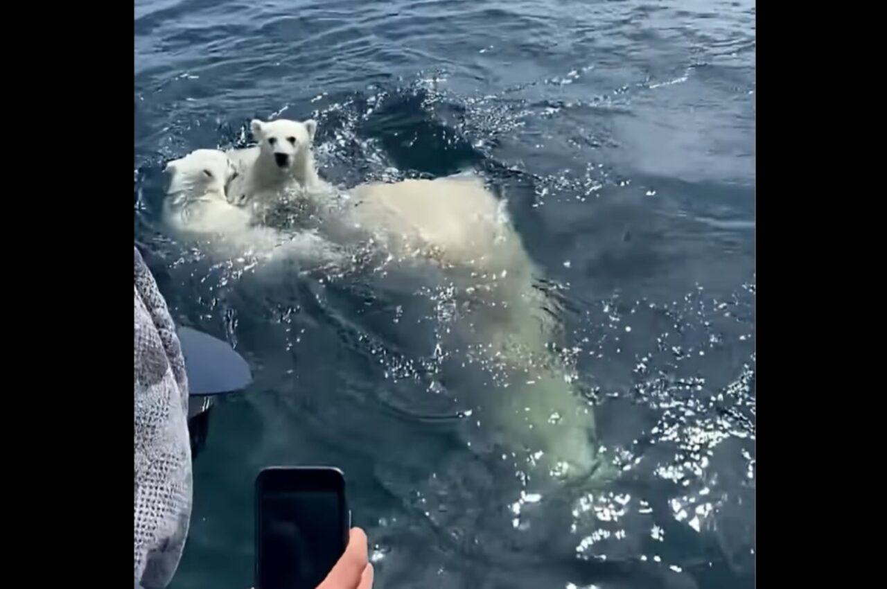 海原を進む親子。真っ白の毛に包まれたその一家は・・ホッキョクグマだ!!【海外・動画】