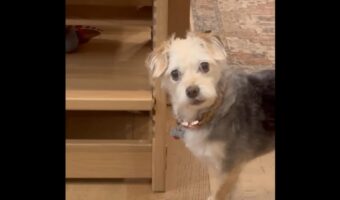 おさんぽの前に盗み食いをしていた愛犬。あっさり自分からバラしちゃった!【アメリカ・動画】