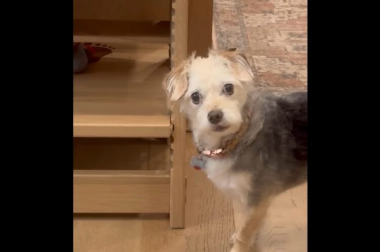 おさんぽの前に盗み食いをしていた愛犬。あっさり自分からバラしちゃった！【アメリカ・動画】