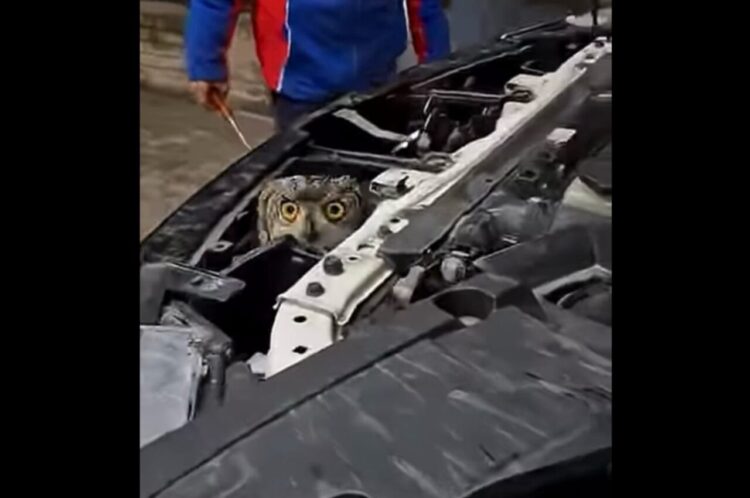 エンジンルームから出てきたのはネコではない！？顔を出したフクロウにビックリ！！【海外・動画】