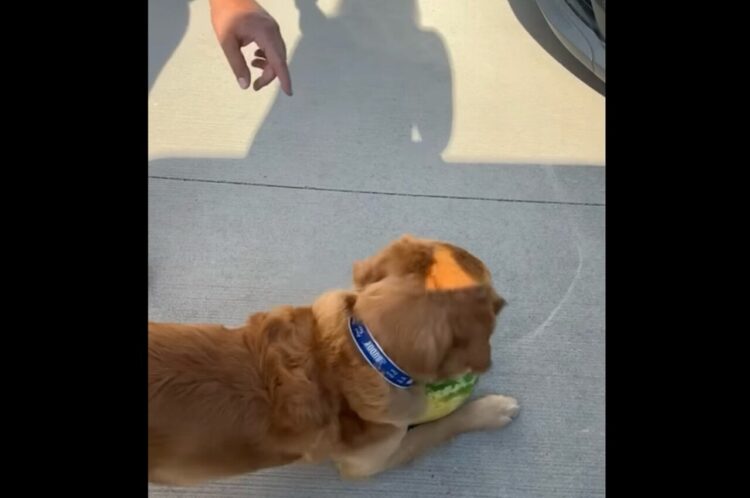 スイカが大好きすぎるゴールデンレトリバー。スイカを目の前にして大はしゃぎ！！