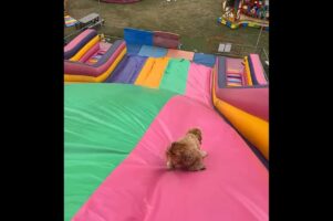 大はしゃぎで戻って来た！巨大すべり台にすっかりハマった子犬がカワイイ！【海外・動画】
