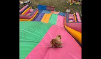 大はしゃぎで戻って来た!巨大すべり台にすっかりハマった子犬がカワイイ!【海外・動画】