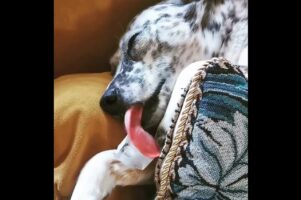 寝ながら氷をペロペロ。＜ひんやり＞したい愛犬の姿を目撃！！【海外・動画】