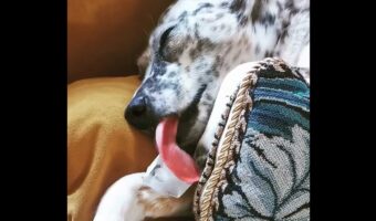 寝ながら氷をペロペロ。<ひんやり>したい愛犬の姿を目撃!!【海外・動画】