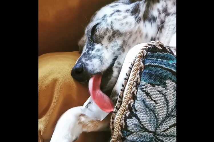 寝ながら氷をペロペロ。＜ひんやり＞したい愛犬の姿を目撃！！【海外・動画】