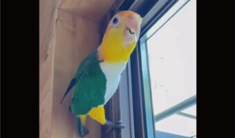 絶対、中身インコじゃない・・・インコが滑り降りるシーンに「消防士みたい」「サーフィンする人や」