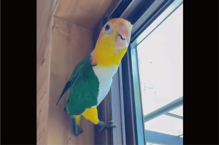 絶対、中身インコじゃない・・・インコが滑り降りるシーンに「消防士みたい」「サーフィンする人や」