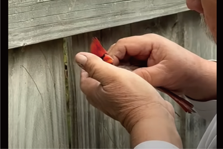 美しい鳥のピンチ！フェンスに体が挟まって動けなくなっているところに救世主が現れた！【アメリカ・動画】