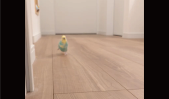 床の線に沿って走るセキセイインコ。猛スピードでトコトコしていく姿に反響「笑い癒される」「電車みたいですね」