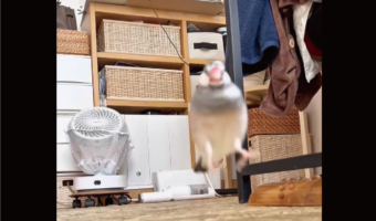 ご機嫌な文鳥。ぴょんぴょん跳ねながら部屋を移動しているのがかわいすぎる!「ずっと見てられる」「嘘みたいに跳ねてますね!」
