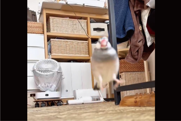 ご機嫌な文鳥。ぴょんぴょん跳ねながら部屋を移動しているのがかわいすぎる！「ずっと見てられる」「嘘みたいに跳ねてますね！」