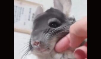 チンチラをモフる手を止めたら・・キレられた？！怒っているみたいだけどそのリアクションもかわいすぎる！！