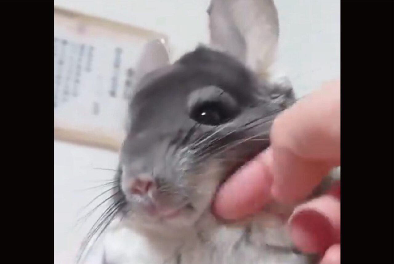 チンチラをモフる手を止めたら・・キレられた?!怒っているみたいだけどそのリアクションもかわいすぎる!!