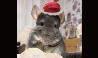 チンチラに帽子をかぶらせると・・。耳が下がった!!「センサーでもついているんでしょうか」「かわいすぎる!」