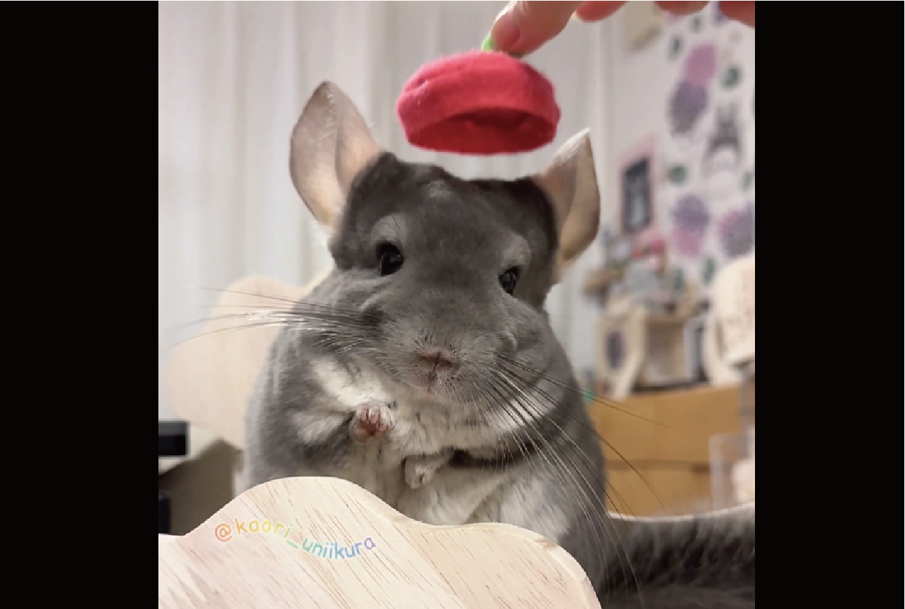 チンチラに帽子をかぶらせると・・。耳が下がった!!「センサーでもついているんでしょうか」「かわいすぎる!」