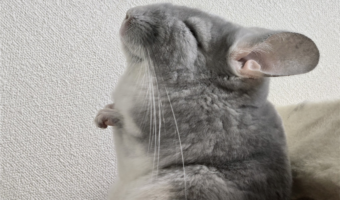 アゴをあげ、背筋を伸ばしてぐっすりかわいすぎるチンチラの寝姿に反響「ゆっくりお休み」「なんてかわいらしい」