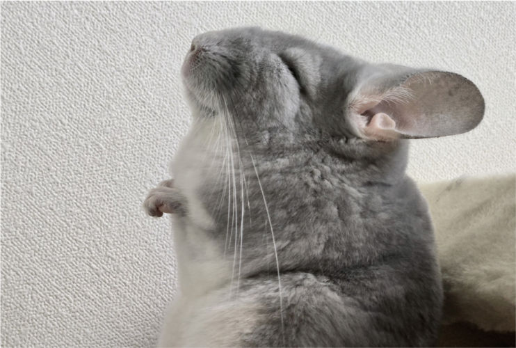 アゴをあげ、背筋を伸ばしてぐっすりかわいすぎるチンチラの寝姿に反響「ゆっくりお休み」「なんてかわいらしい」