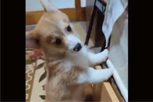 二足歩行からコテンと倒れたコーギー。「失敗してませんが？」という雰囲気を醸し出す愛らしい姿が話題に「受け身が素晴らしい」「最高です」