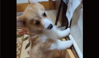 二足歩行からコテンと倒れたコーギー。「失敗してませんが？」という雰囲気を醸し出す愛らしい姿が話題に「受け身が素晴らしい」「最高です」