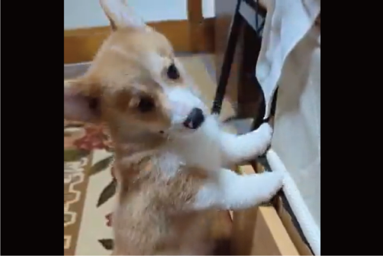 二足歩行からコテンと倒れたコーギー。「失敗してませんが？」という雰囲気を醸し出す愛らしい姿が話題に「受け身が素晴らしい」「最高です」