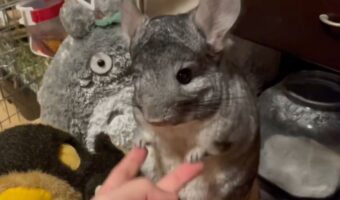 手遊びはもうおしまい~!チンチラがそっぽ向いて飼い主さんをあしらった!?「素っ気なくすることが飼い主さんの気持ちをつかむコツ」