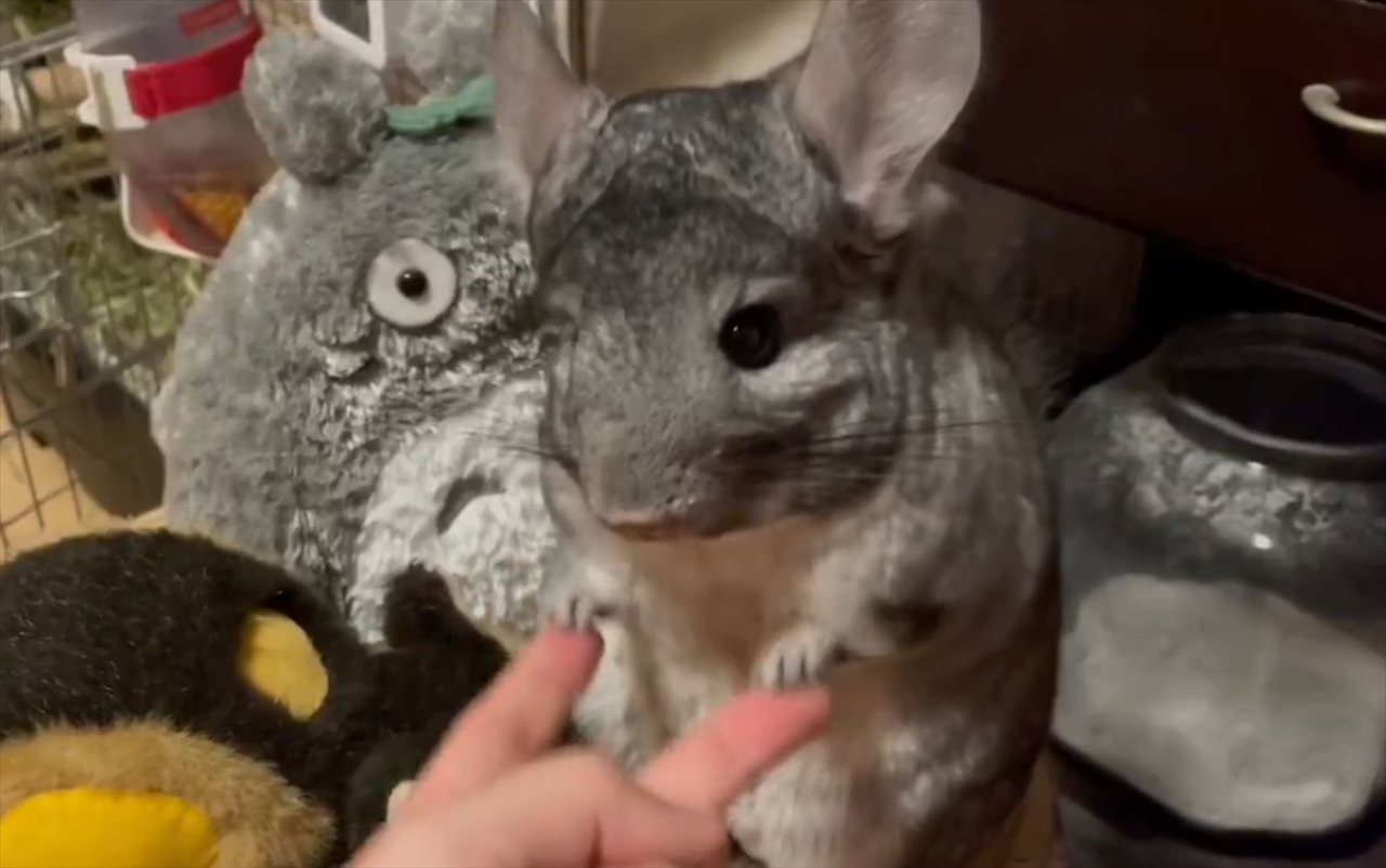 手遊びはもうおしまい~!チンチラがそっぽ向いて飼い主さんをあしらった!?「素っ気なくすることが飼い主さんの気持ちをつかむコツ」