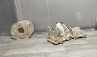 オモチャの列車に乗るチンチラ。かわいすぎる運転士さんが話題に「乗ってく？みたいな顔」「切符を今すぐ買わせてください！」