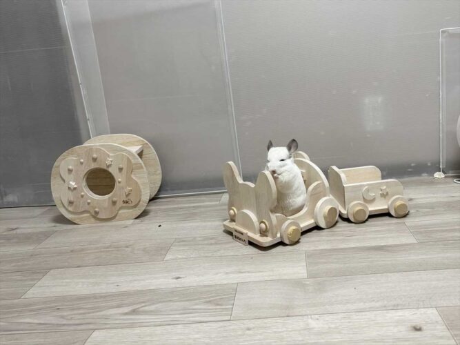 オモチャの列車に乗るチンチラ。かわいすぎる運転士さんが話題に「乗ってく？みたいな顔」「切符を今すぐ買わせてください！」