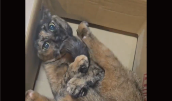 自分のしっぽに夢中になって遊んでいたはずが・・。突然我にかえったサビ猫が話題に「かわいいなぁ」「尻尾うまうまうま」