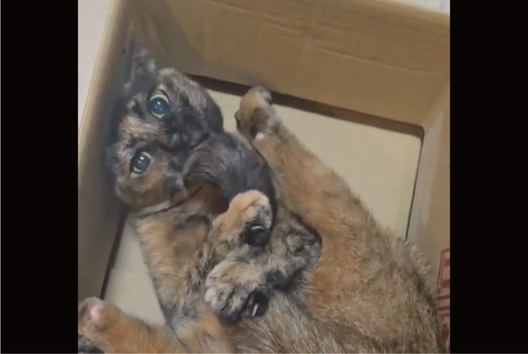 自分のしっぽに夢中になって遊んでいたはずが・・。突然我にかえったサビ猫が話題に「かわいいなぁ」「尻尾うまうまうま」