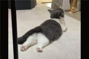 ネコが床でゴロゴロ。全てかわいすぎると話題に「神々しいお姿」「投げ出された後ろ足が何ともキュート」