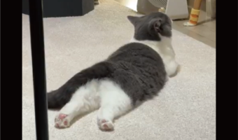 ネコが床でゴロゴロ。全てかわいすぎると話題に「神々しいお姿」「投げ出された後ろ足が何ともキュート」