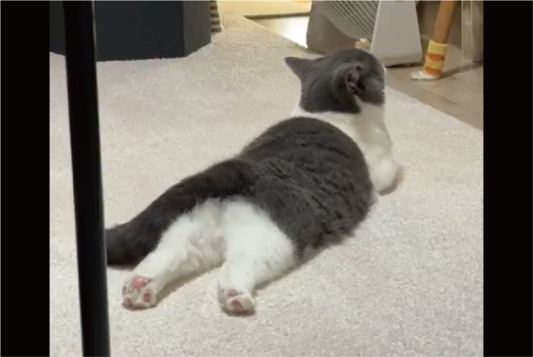 ネコが床でゴロゴロ。全てかわいすぎると話題に「神々しいお姿」「投げ出された後ろ足が何ともキュート」
