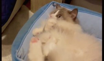 ケリケリしているネコ。おててのポーズからあなたが連想するのは・・誰？