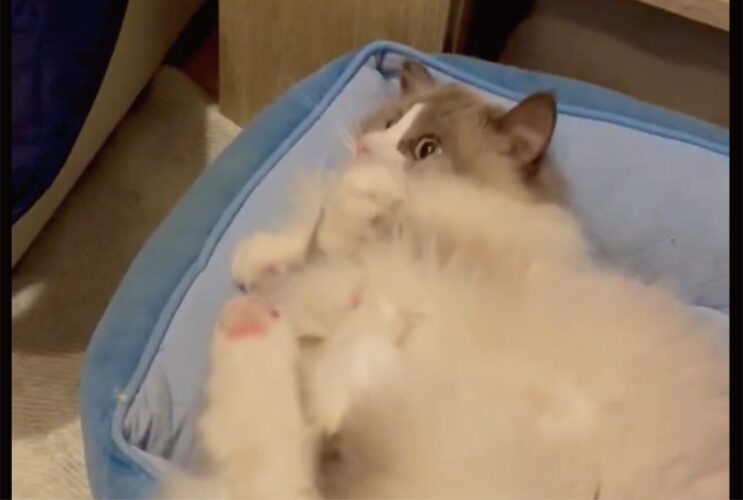 ケリケリしているネコ。おててのポーズからあなたが連想するのは・・誰？