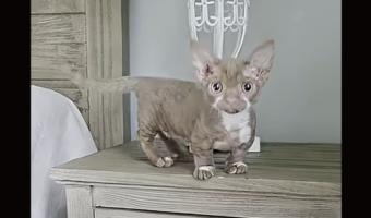 ミンスキンの大冒険。子猫がベッドルームを右へ左へ駆け回って大はしゃぎ!【アメリカ・動画】