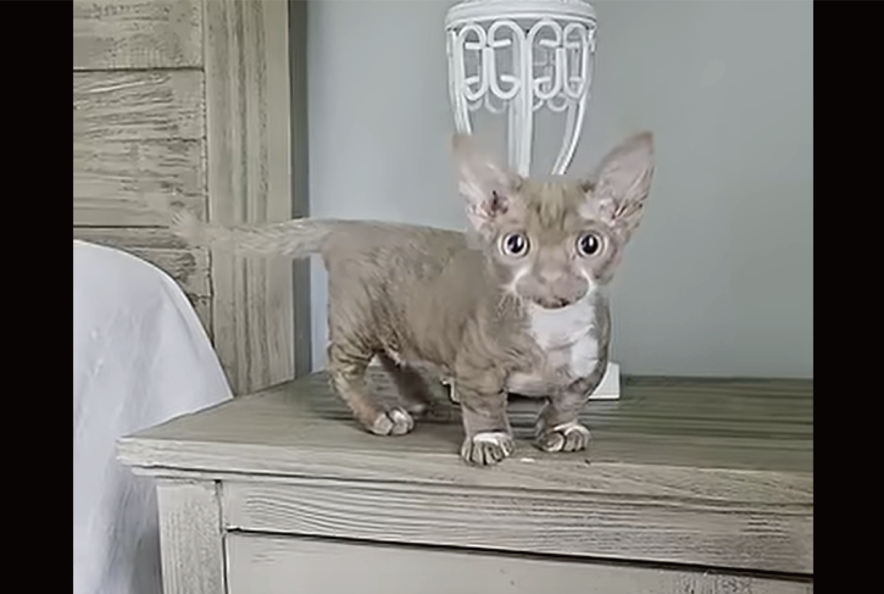ミンスキンの大冒険。子猫がベッドルームを右へ左へ駆け回って大はしゃぎ!【アメリカ・動画】