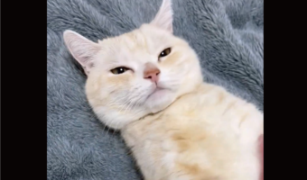 お腹はナデナデしてほしいけれど・・。お顔は絶対に触らせないマンチカンが話題に