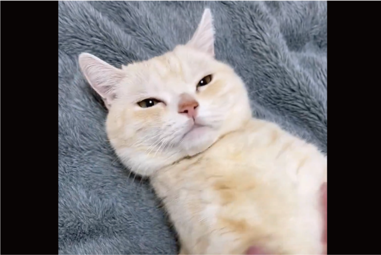 お腹はナデナデしてほしいけれど・・。お顔は絶対に触らせないマンチカンが話題に