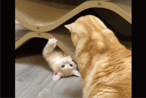 たっぷり30分ほど子ネコの遊び相手になってあげた兄ネコ「本当にやさしいなぁ」「見守っていますね～」