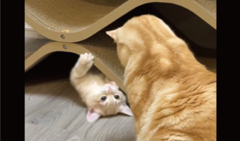 たっぷり30分ほど子ネコの遊び相手になってあげた兄ネコ「本当にやさしいなぁ」「見守っていますね～」