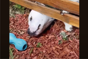 オモチャを取ろうと一生懸命だけど・・！もっと簡単に取れるよ！！【アメリカ・動画】