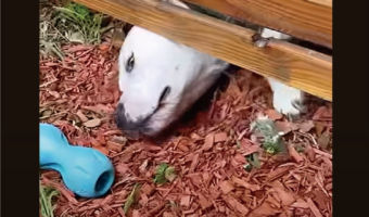 オモチャを取ろうと一生懸命だけど・・!もっと簡単に取れるよ!!【アメリカ・動画】