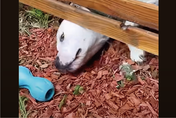 オモチャを取ろうと一生懸命だけど・・！もっと簡単に取れるよ！！【アメリカ・動画】