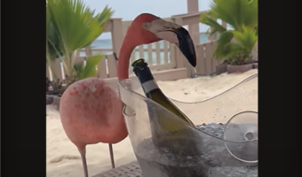 フラミンゴもバカンス気分？アイスペールの氷水を飲んだりひと心地ついてみせたり・・【海外・動画】