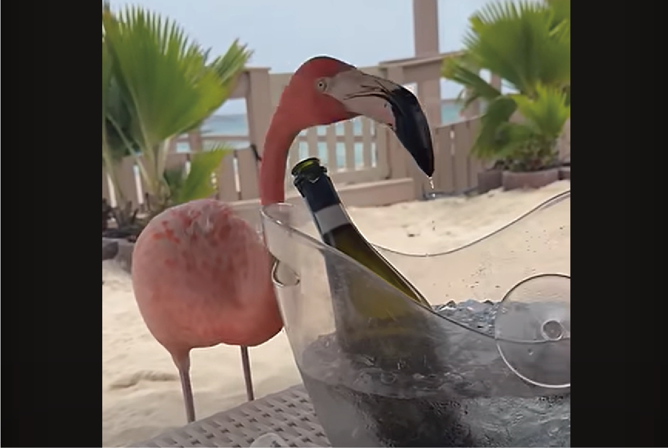 フラミンゴもバカンス気分?アイスペールの氷水を飲んだりひと心地ついてみせたり・・【海外・動画】